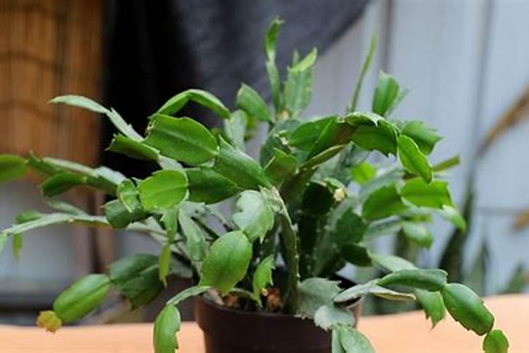 蟹爪兰什么时候施肥施什么肥好