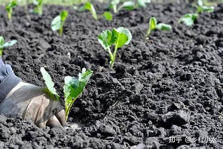 有机肥需要被什么分解成无机盐