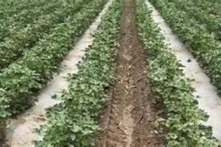 棉花施肥使用什么肥料？棉花该如何施肥？