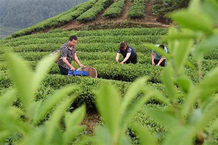 新栽种的茶苗该怎么进行施肥操作