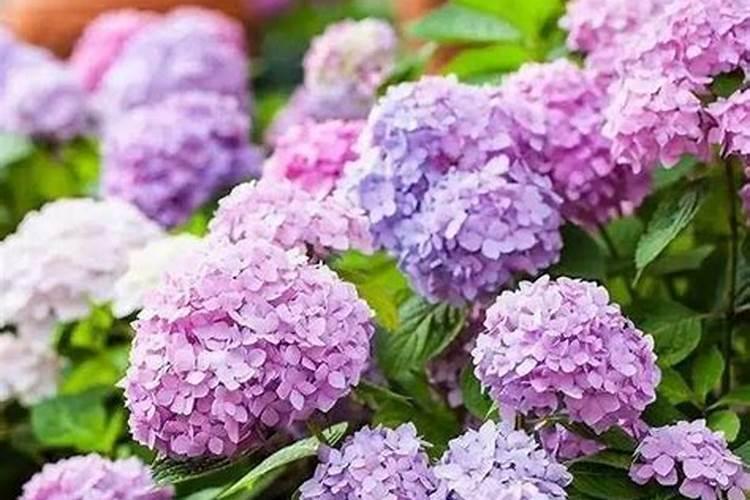 金银花花芽长白毛还发黑是什么原因,应该怎么办？