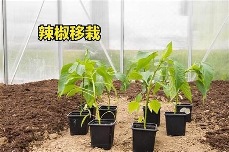 辣椒施什么肥料最好