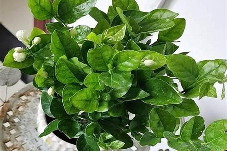 盆栽茉莉花怎么施肥