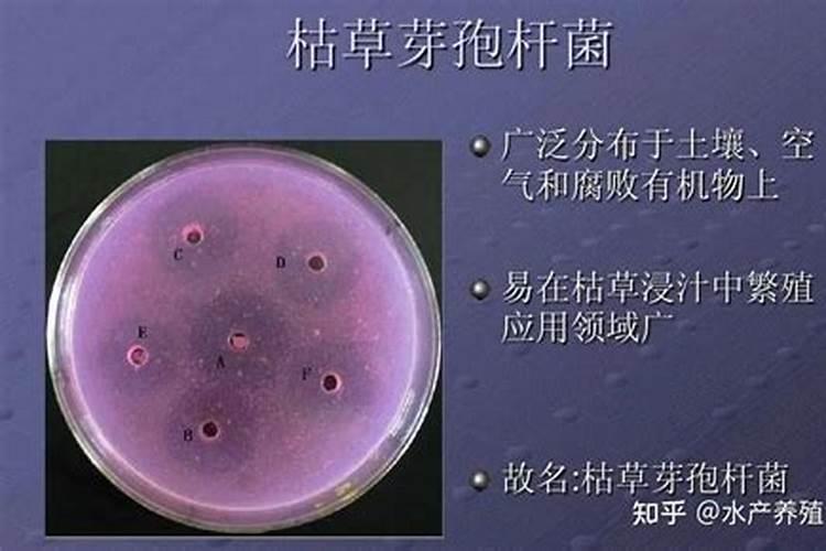 池塘水发黑快速处理方法