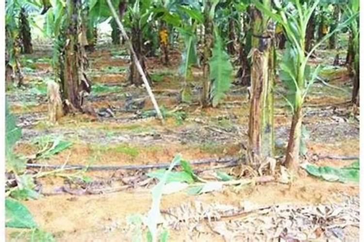 苹果树三月份施什么肥