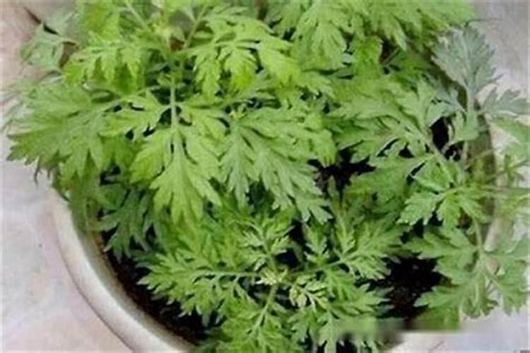 磷肥泡水可以浇花吗