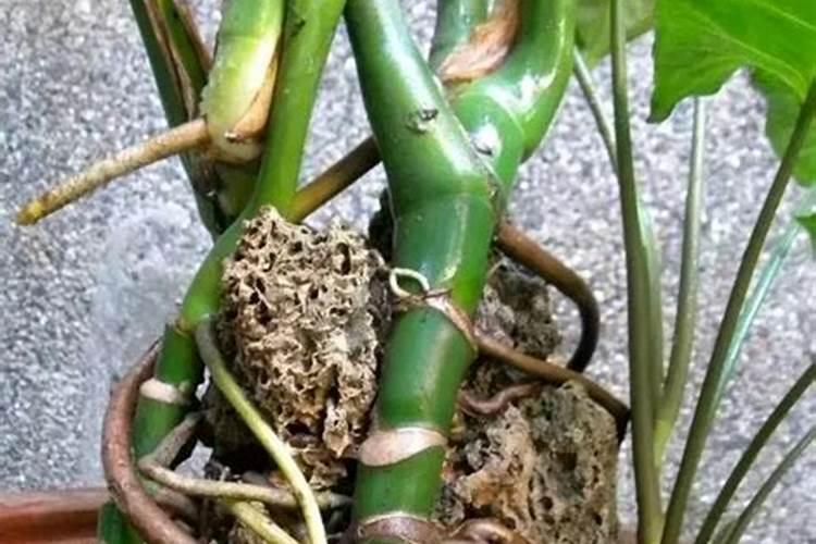 树叶烧成灰就是碱性钾肥,腐烂就变成了酸性肥料,这是为什么？