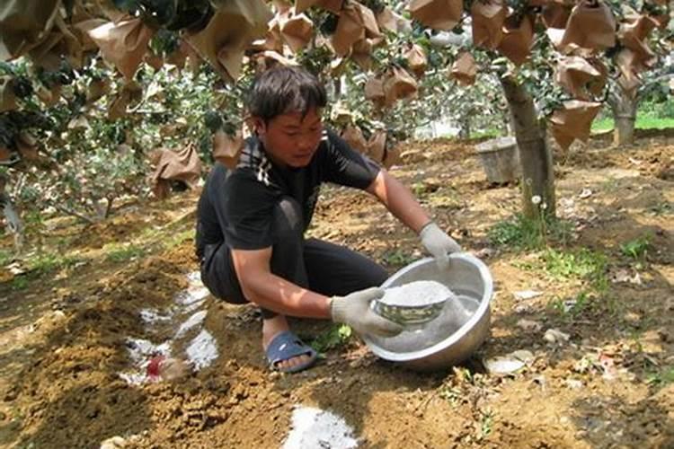 镁最好的三种肥料