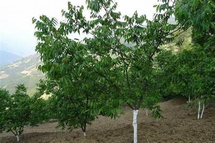 水稻施硅肥应该怎么施？一亩田用多少硅肥？