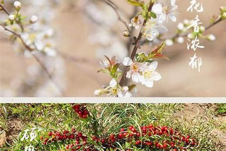 什么花需要蛋壳粉