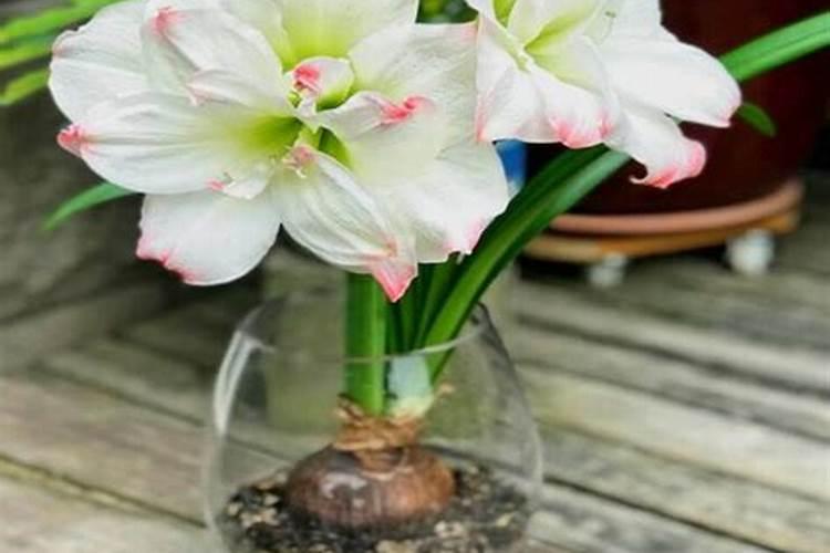 芫荽怎么种植,什么时候种植