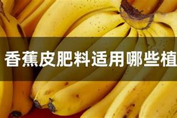 烂香蕉可以当肥料吗？