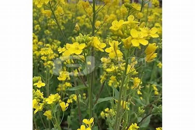 种植土豆可以用油菜仔渣吗？