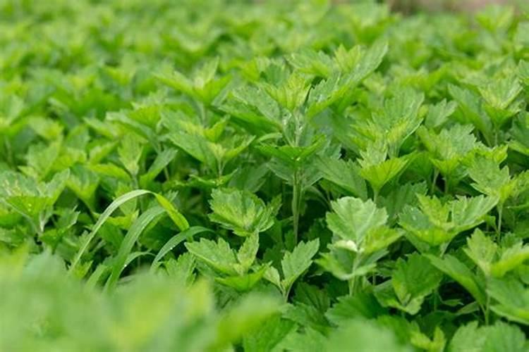 梨树叶面肥用那一种肥？能防果树缺它所需要的养份和病虫害？