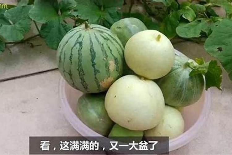 草莓定植后适合用什么肥料