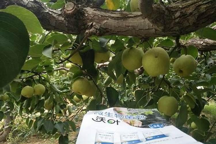 果树用什么肥料