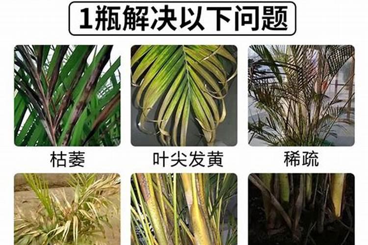中国水溶肥的前十名 中国十大水溶肥排名