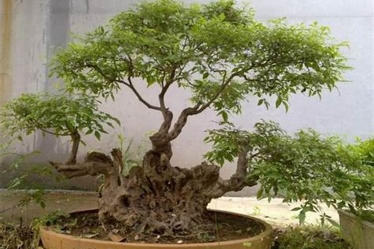 种什么水稻既高产又好吃