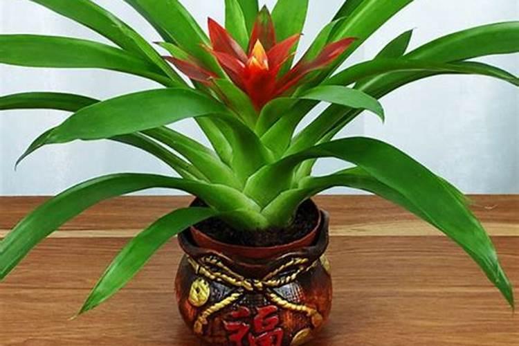 鸿运当头怎么养开花,5个要求必须要做到