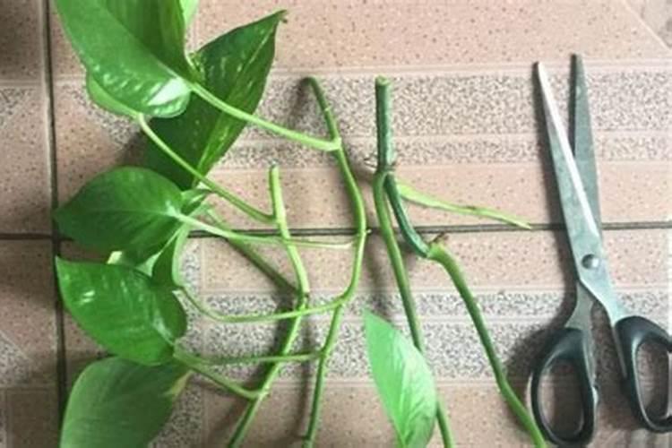 黄腐酸钾是钾肥吗,附使用方法和注意事项