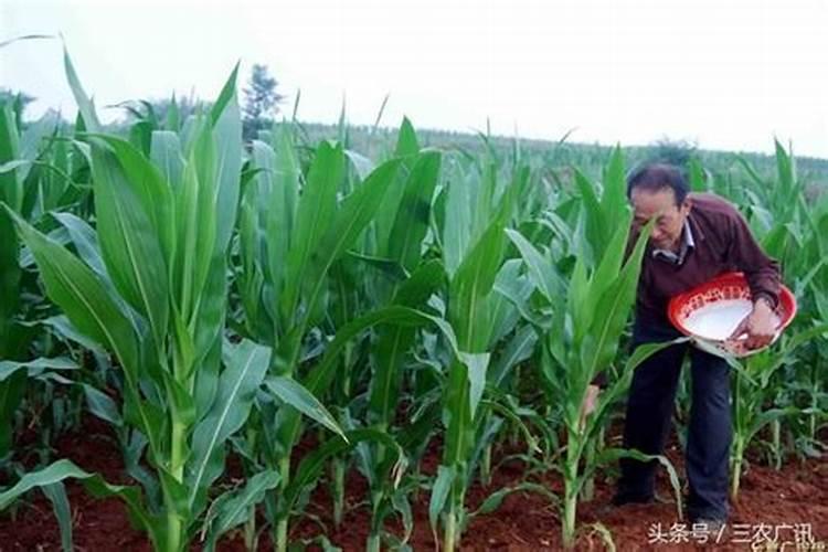 红四方玉米专用复合肥多少钱一吨？