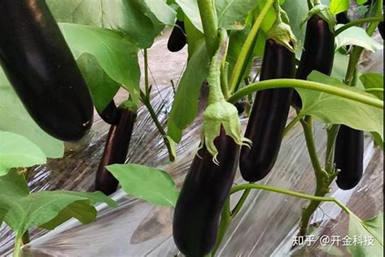 西瓜冲施什么肥最好一地多少钱