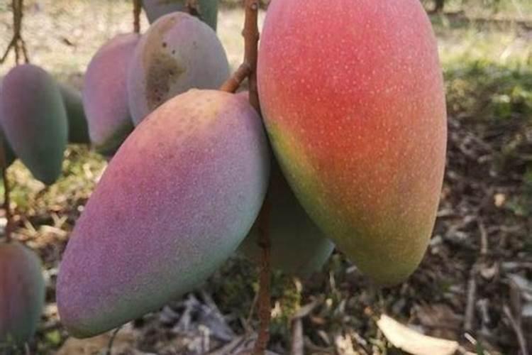 芒果膨果期增甜叶面肥金泰靓的使用方法？芒果膨果施肥管理如何做百度知 ...