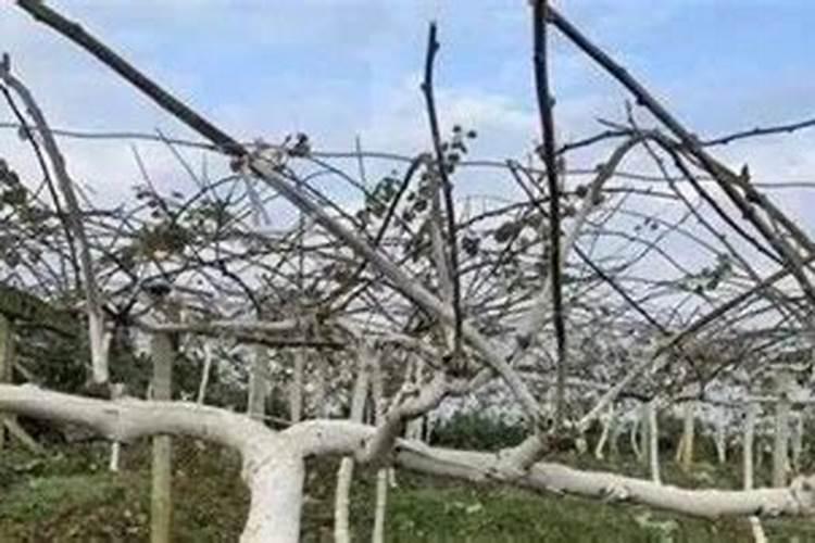 贵州松桃特产:松桃珍珠花生米