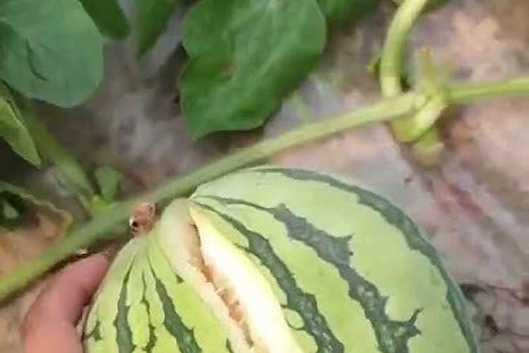 山东沂源特产:燕崖大樱桃