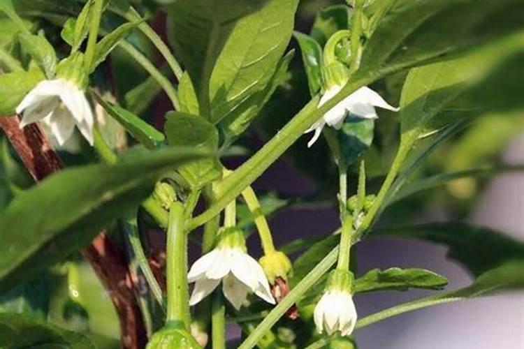 辣椒树用什么肥料最好