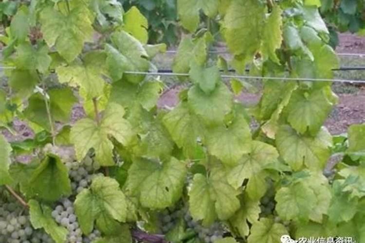 水溶肥可以不兑水用吗 水溶肥料兑水比例是多少