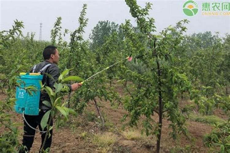 板栗树什么时候施肥施什么肥