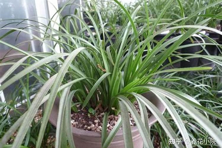 大花蕙兰施肥方法 怎样给大花蕙兰施肥