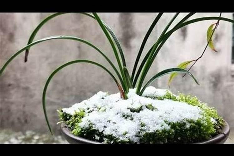 惠兰花叶发白是怎么了？又慢慢发黄枯萎死了。