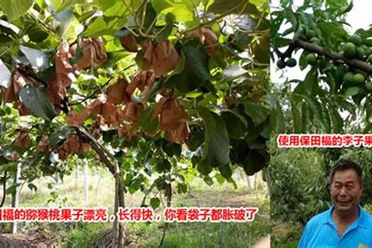 膨果最快的叶面水溶肥方法