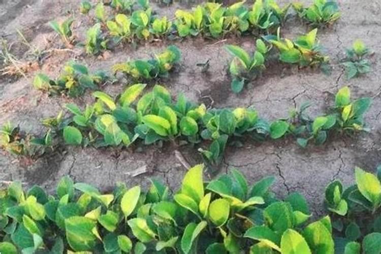 苍术的肥料管理与病虫害防治