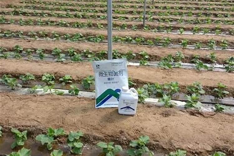 效果好的水溶肥是哪家