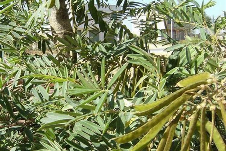非金属单质的固态都有什么？