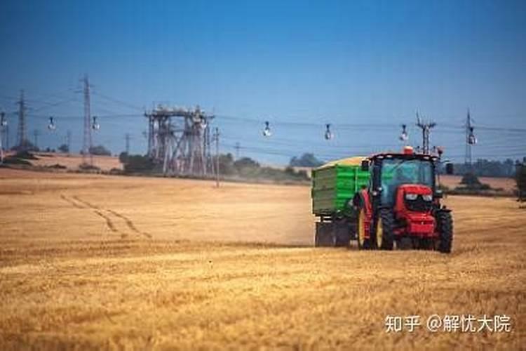 马水桔如何确定采收期？