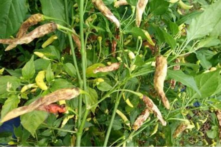 红四方硫酸钾复合肥多少钱一袋