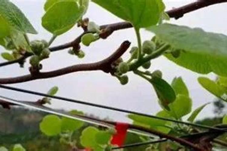 昆明哪里有水果批发市场和零食的批发市场？
