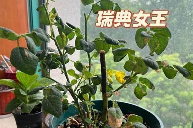 锌元素在果树上的作用