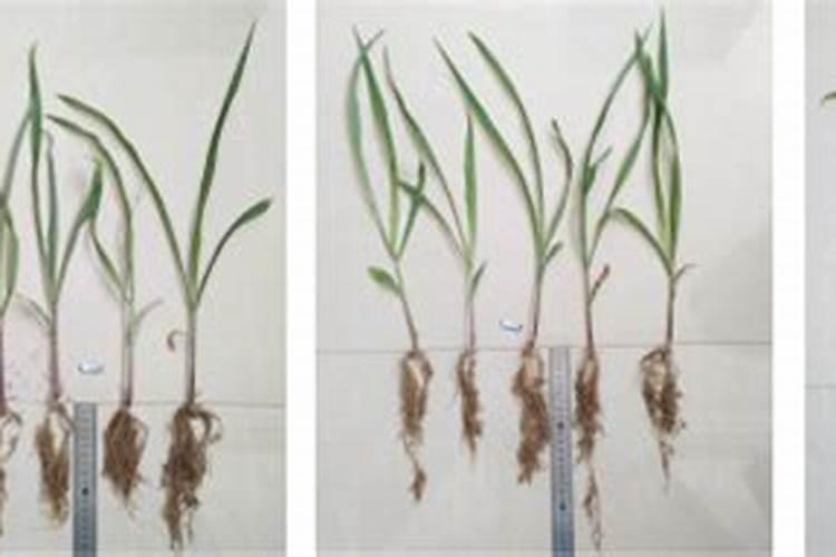玉米幼苗能用芸苔素吗