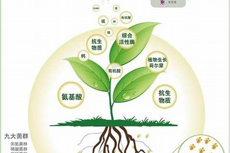 矿源黄腐酸钾哪个厂家的品牌好