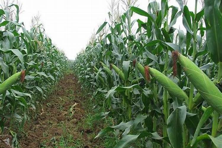 转子莲和铁线莲的区别