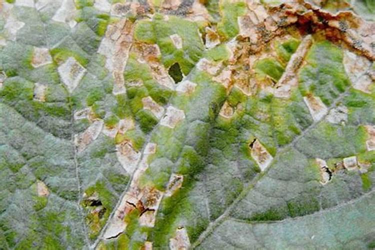 南方樱桃花期能不能喷磷酸二氢钾、糖醇钙和流体硼？