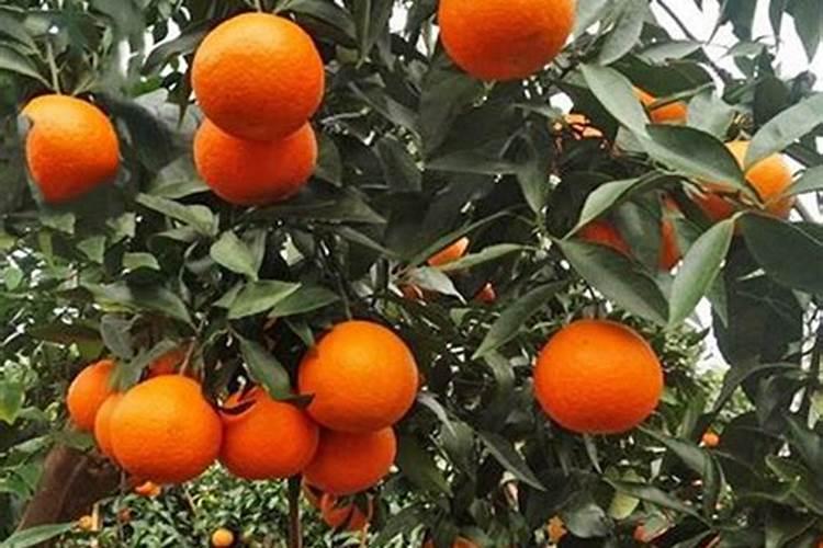 桔树用什么肥料比较好,还有什么时候用比较好