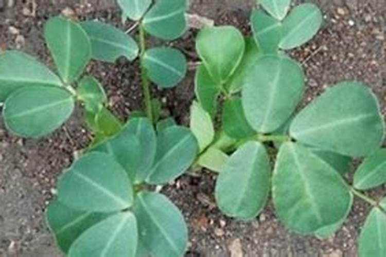 种花生用什么肥料最好最高产