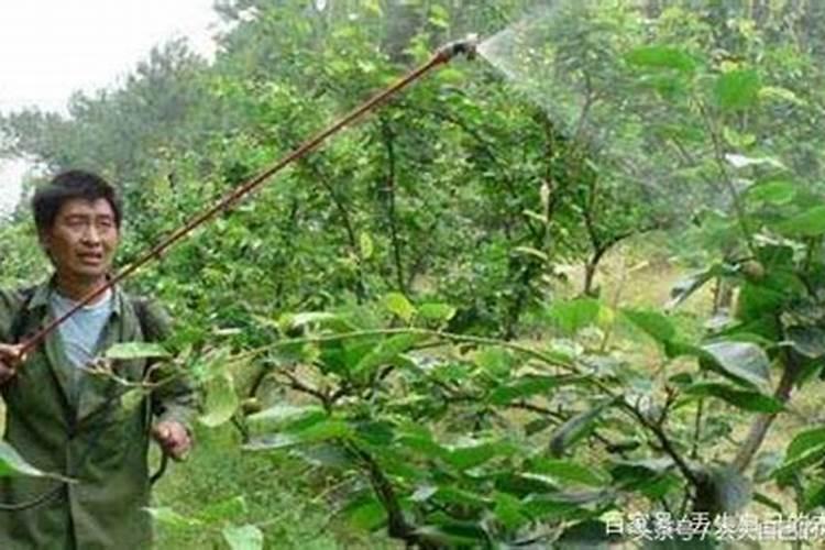 茶果苗,用了多效唑,不发芽,用什么药能使油茶苗发芽