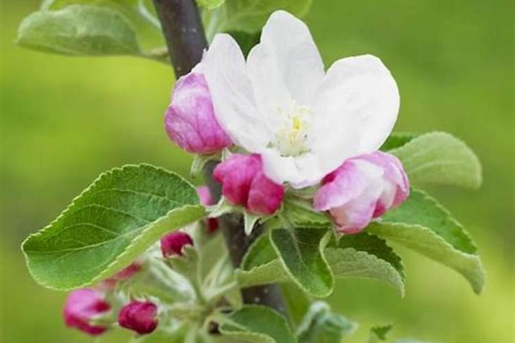 硫酸钙过多危害有什么？怎么使用呢？